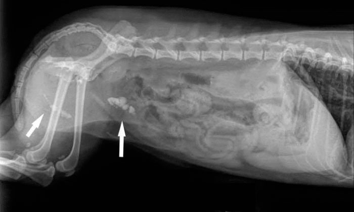 На представленій рентгенограмі стрілками виведені камені сечового міхура і уретри.