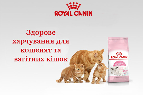 royal canin для кошенят і вагітних кішок